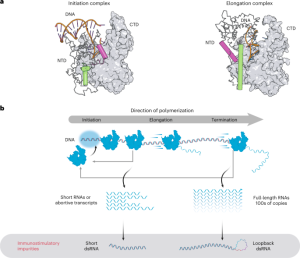 An engineered T7 RNA polymerase that produces mRNA free of immunostimulatory byproducts