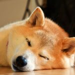 First Mover Asia: Dogecoin Surges 16% to Continue Its Holiday Cheer