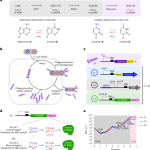 Evolution of an adenine base editor into a small, efficient cytosine base editor with low off-target activity