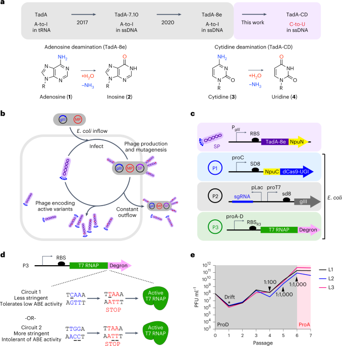 Evolution of an adenine base editor into a small, efficient cytosine base editor with low off-target activity