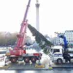 Norway’s annual gift Christmas tree mocked as ‘limp’ and ‘scrawny’ as it arrives in UK