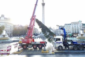 Norway’s annual gift Christmas tree mocked as ‘limp’ and ‘scrawny’ as it arrives in UK