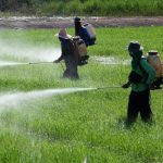 80% of pesticides used by some Nigerian farmers ‘highly hazardous’