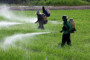 80% of pesticides used by some Nigerian farmers ‘highly hazardous’