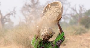 IFAD and EU provide support to Malian diaspora to boost investments in agricultural sector | Mirage News