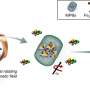 Magnetic plant biobots can be effectively used for pesticide and heavy metal removal