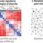 Molecular basis of astrocyte diversity and morphology across the CNS in health and disease | Science