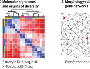 Molecular basis of astrocyte diversity and morphology across the CNS in health and disease | Science