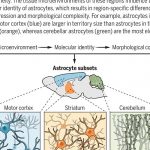 Molecular diversity of astrocytes | Science