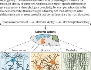 Molecular diversity of astrocytes | Science