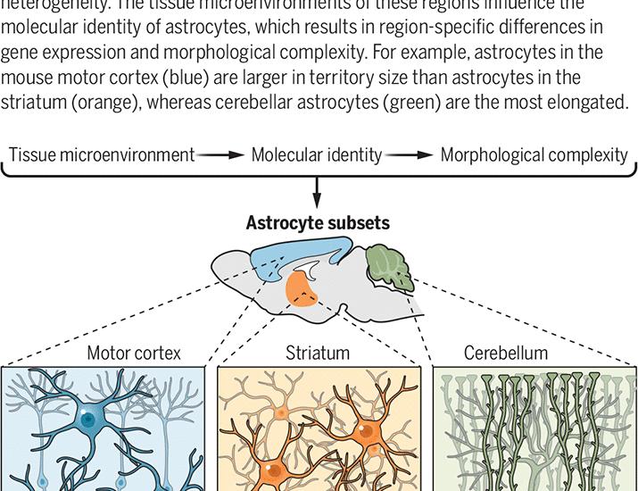 Molecular diversity of astrocytes | Science