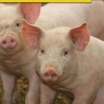 African swine fever: Know about the viral disease being reported in Kerala