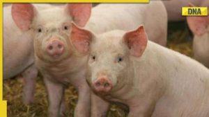 African swine fever: Know about the viral disease being reported in Kerala