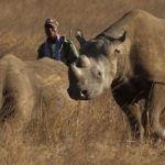 China ranks as top rhino horn market, but smuggling networks weakened: Report, China News