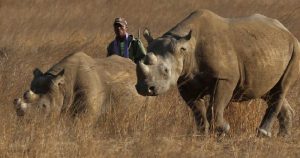 China ranks as top rhino horn market, but smuggling networks weakened: Report, China News