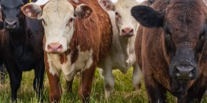 The Download: cattle’s deadly tick-borne disease, and molten salt batteries