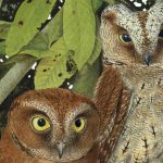 New Species of Scops-Owl Discovered in Africa