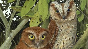 New Species of Scops-Owl Discovered in Africa