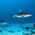 Electric pulses drastically cut number of sharks caught by accident