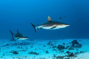 Electric pulses drastically cut number of sharks caught by accident