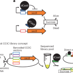 Rapid mining of (meta)genomic biodiversity by repurposing CRISPRi for positive selection