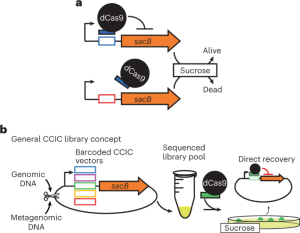 Rapid mining of (meta)genomic biodiversity by repurposing CRISPRi for positive selection