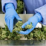 Germany’s homegrown cannabis industry awaits legalisation