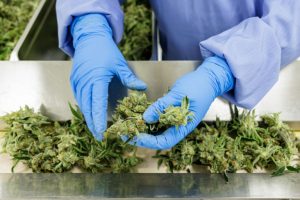 Germany’s homegrown cannabis industry awaits legalisation