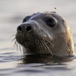 Facial recognition can help conserve seals, scientists say…