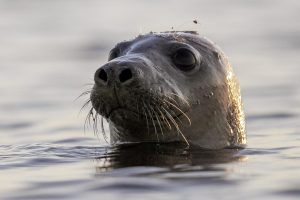 Facial recognition can help conserve seals, scientists say…