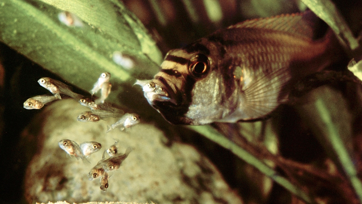 Why these fish moms cannibalize their babies