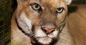 Mountain lion P-22, Los Angeles’ famed ‘Hollywood Cat,’ captured for evaluation