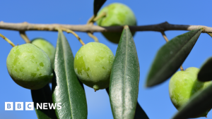 Sicily’s rich olive pickings