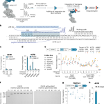 Drag-and-drop genome insertion of large sequences without double-strand DNA cleavage using CRISPR-directed integrases