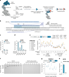 Drag-and-drop genome insertion of large sequences without double-strand DNA cleavage using CRISPR-directed integrases