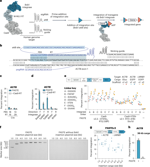 Drag-and-drop genome insertion of large sequences without double-strand DNA cleavage using CRISPR-directed integrases