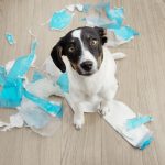 Shock As Puppy Gets Stuck in Store Display Window on 3rd Floor: ‘Nightmare’