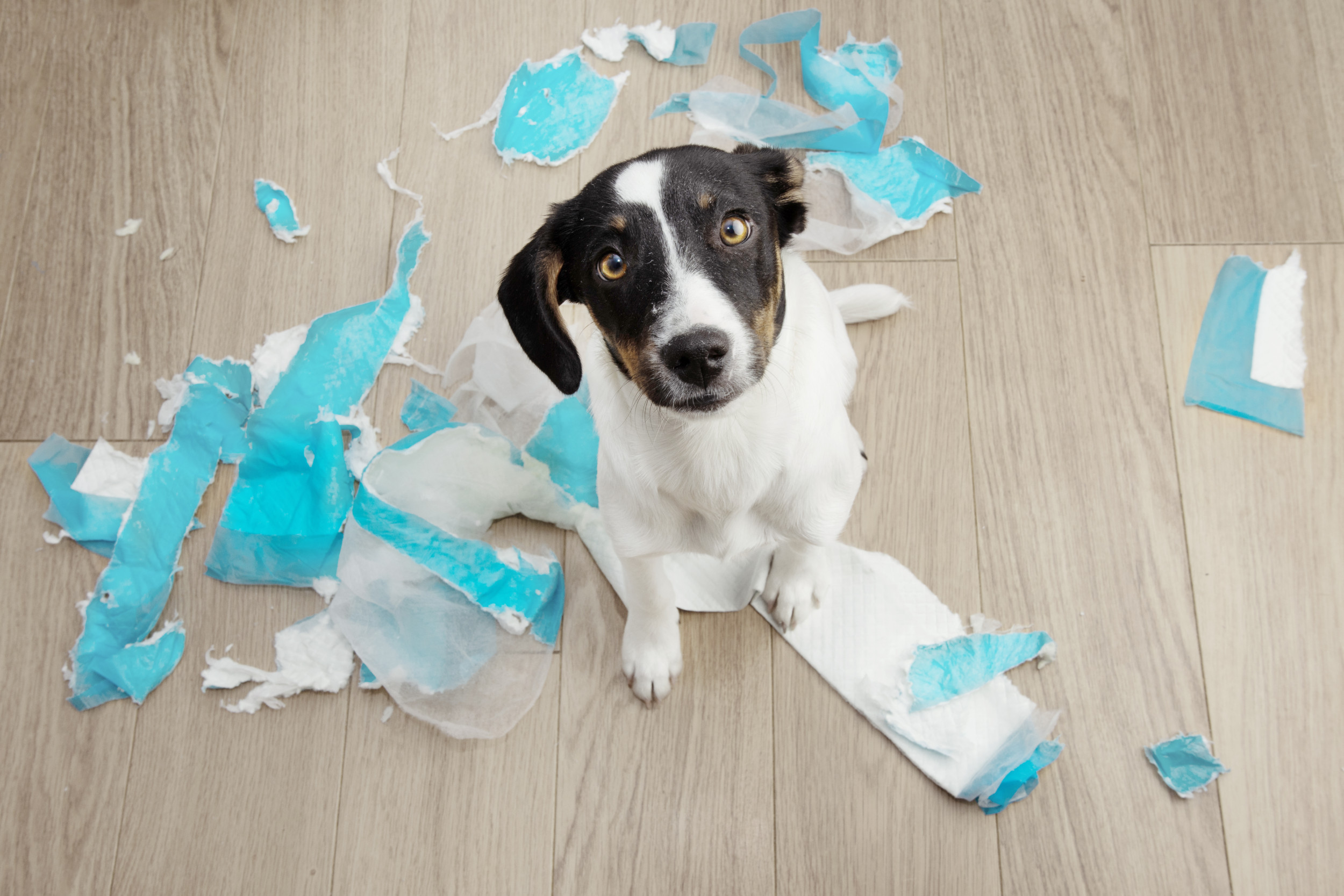 Shock As Puppy Gets Stuck in Store Display Window on 3rd Floor: ‘Nightmare’