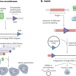 Novel recombinases for large DNA insertions