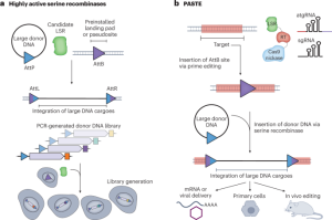 Novel recombinases for large DNA insertions