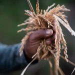 For health and fortune in the new year, put this Gullah Geechee meal on your menu