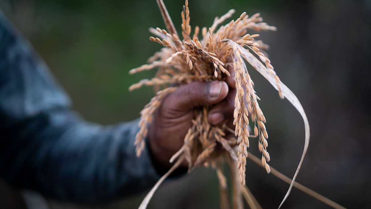 For health and fortune in the new year, put this Gullah Geechee meal on your menu