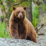 American black bears are evolving to have cinnamon-colored coats, study finds