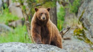 American black bears are evolving to have cinnamon-colored coats, study finds