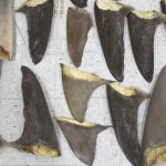 America is about to ban the shark fin trade that kills millions each year as 500 species are threatened with extinction