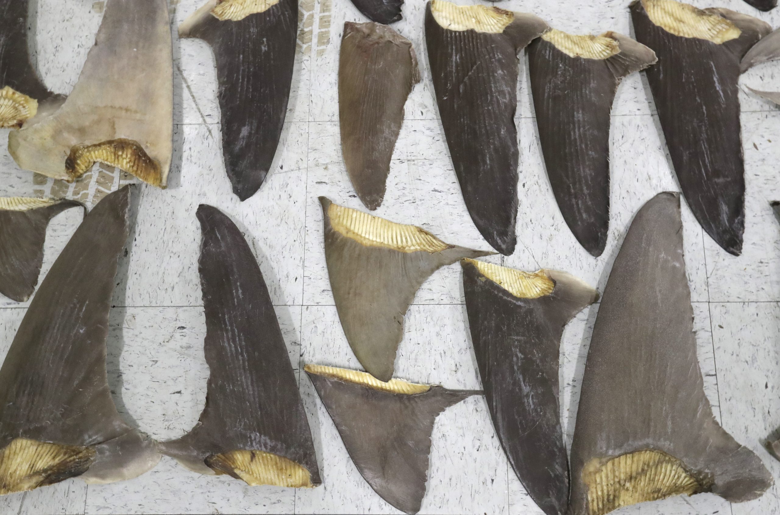 America is about to ban the shark fin trade that kills millions each year as 500 species are threatened with extinction