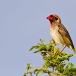 Here’s how 53 African bird species are adapting to historic heat