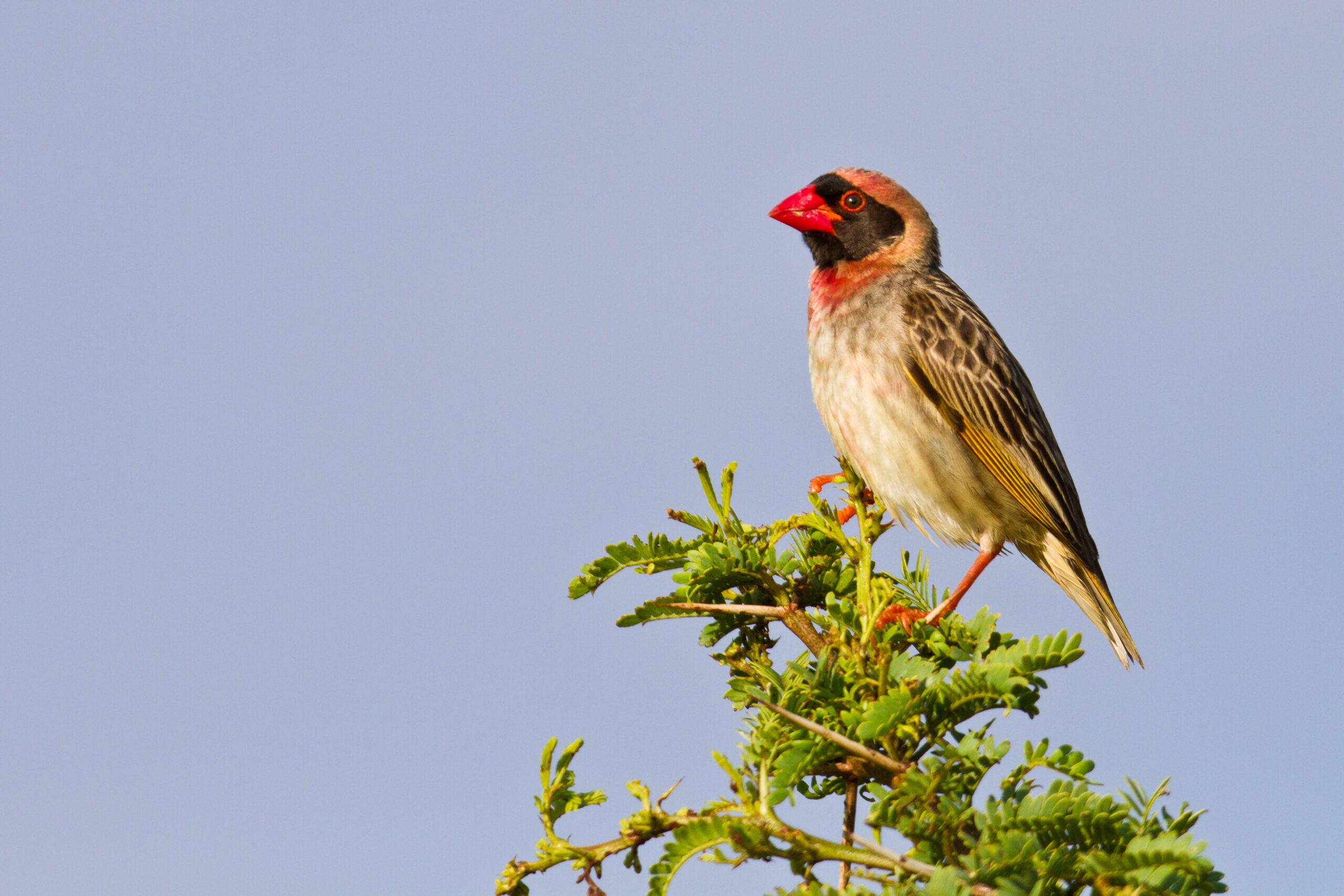 Here’s how 53 African bird species are adapting to historic heat