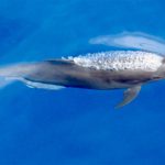 New Subspecies of Common Bottlenose Dolphin Identified