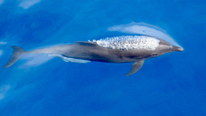 New Subspecies of Common Bottlenose Dolphin Identified